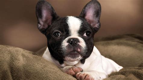 french bukk|French Bulldog Dog Breed Information